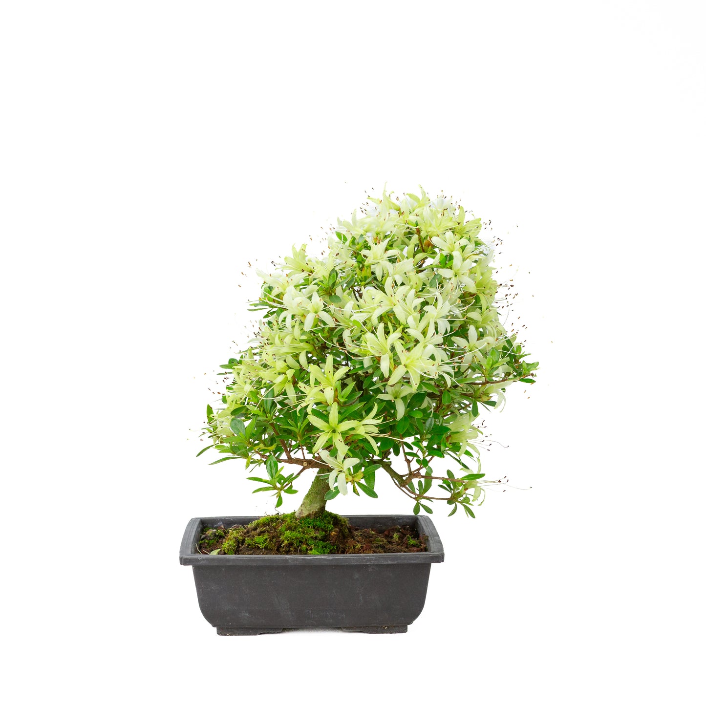 Rhododendron indicum 'Senbazuru' (satsuki azalea), height ~37cm