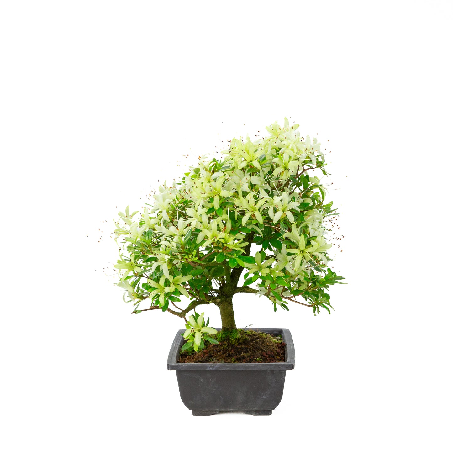 Rhododendron indicum 'Senbazuru' (satsuki azalea), height ~37cm