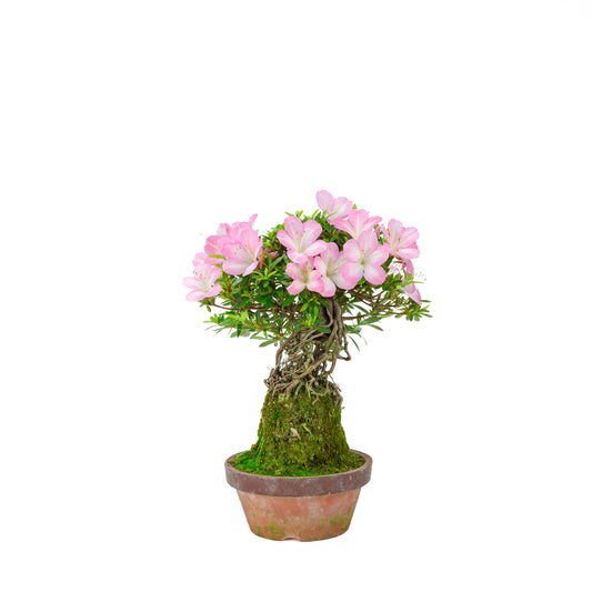 Rhododendron indicum 'Sakura Hime' (satsuki azalea), height ~32cm