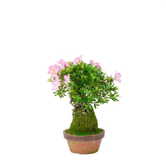 Rhododendron indicum 'Sakura Hime' (satsuki azalea), height ~32cm