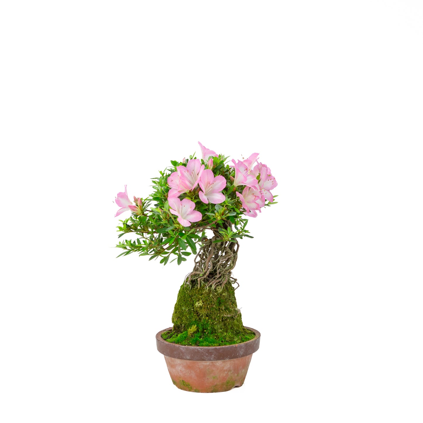 Rhododendron indicum 'Sakura Hime' (satsuki azalea), hoogte ~32cm