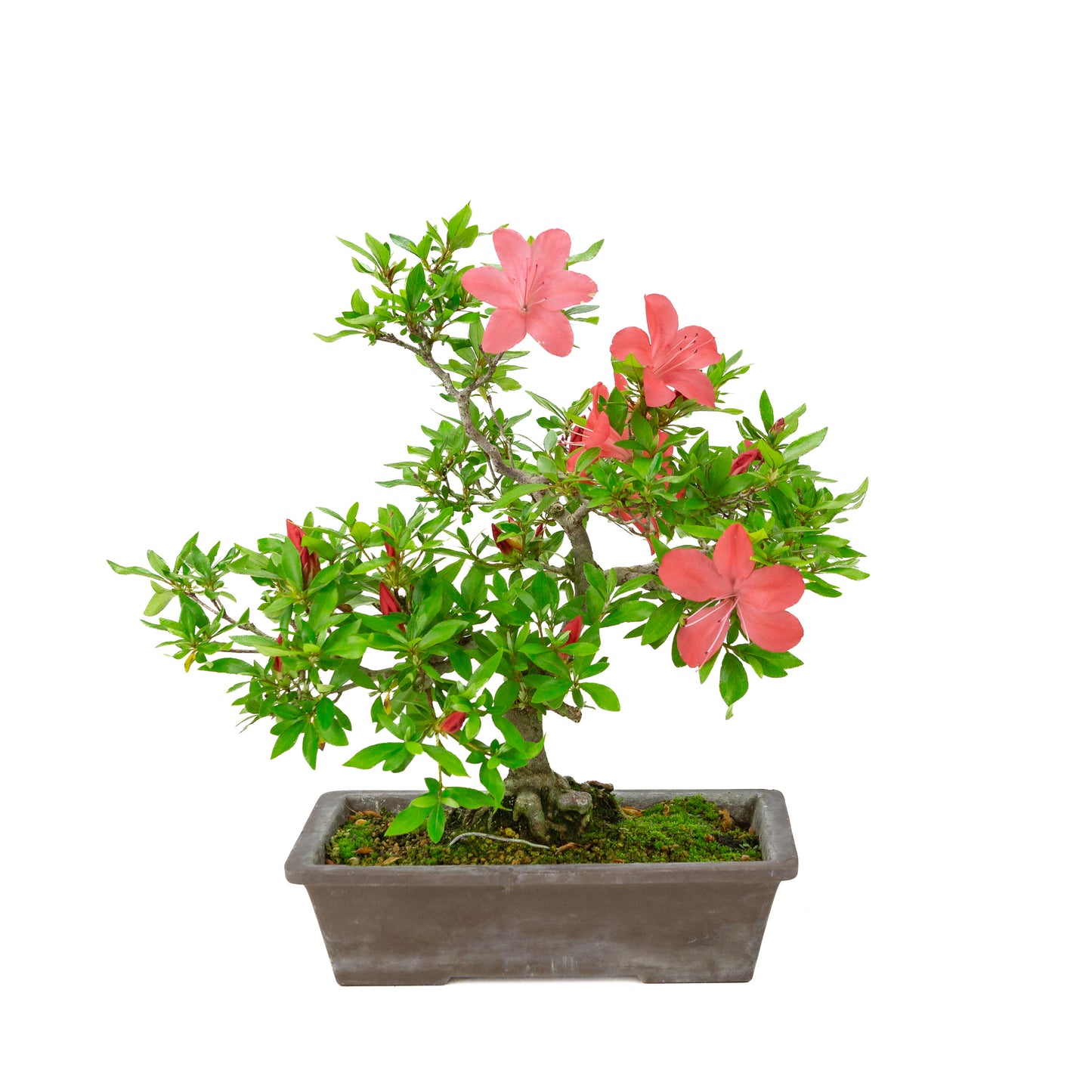 Rhododendron indicum (satsuki azalea), height ~40cm