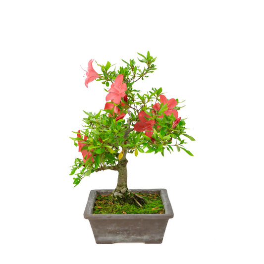 Rhododendron indicum (satsuki azalea), height ~40cm