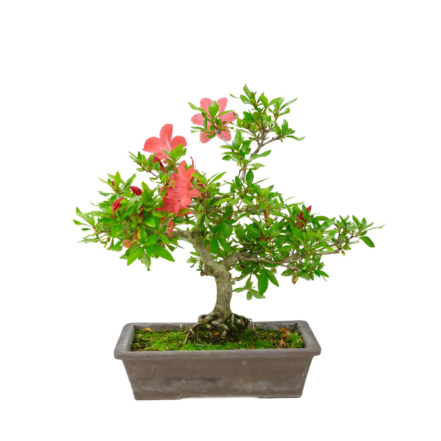 Rhododendron indicum (satsuki azalea), height ~40cm