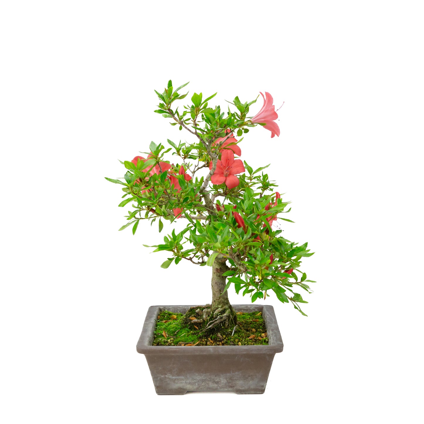 Rhododendron indicum (satsuki azalea), height ~40cm