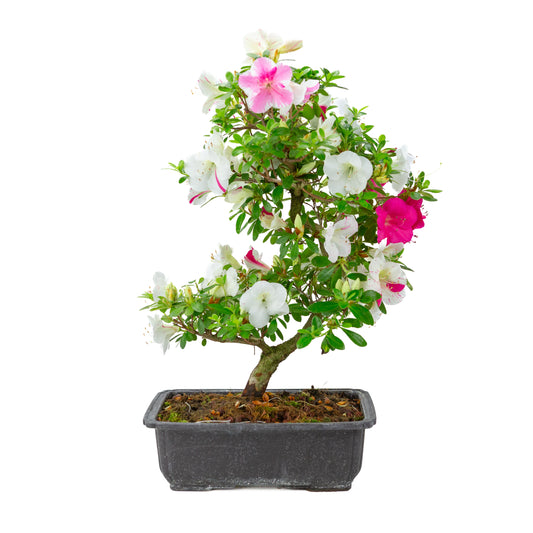 Rhododendron indicum 'Shusui' (satsuki azalea), height ~48cm