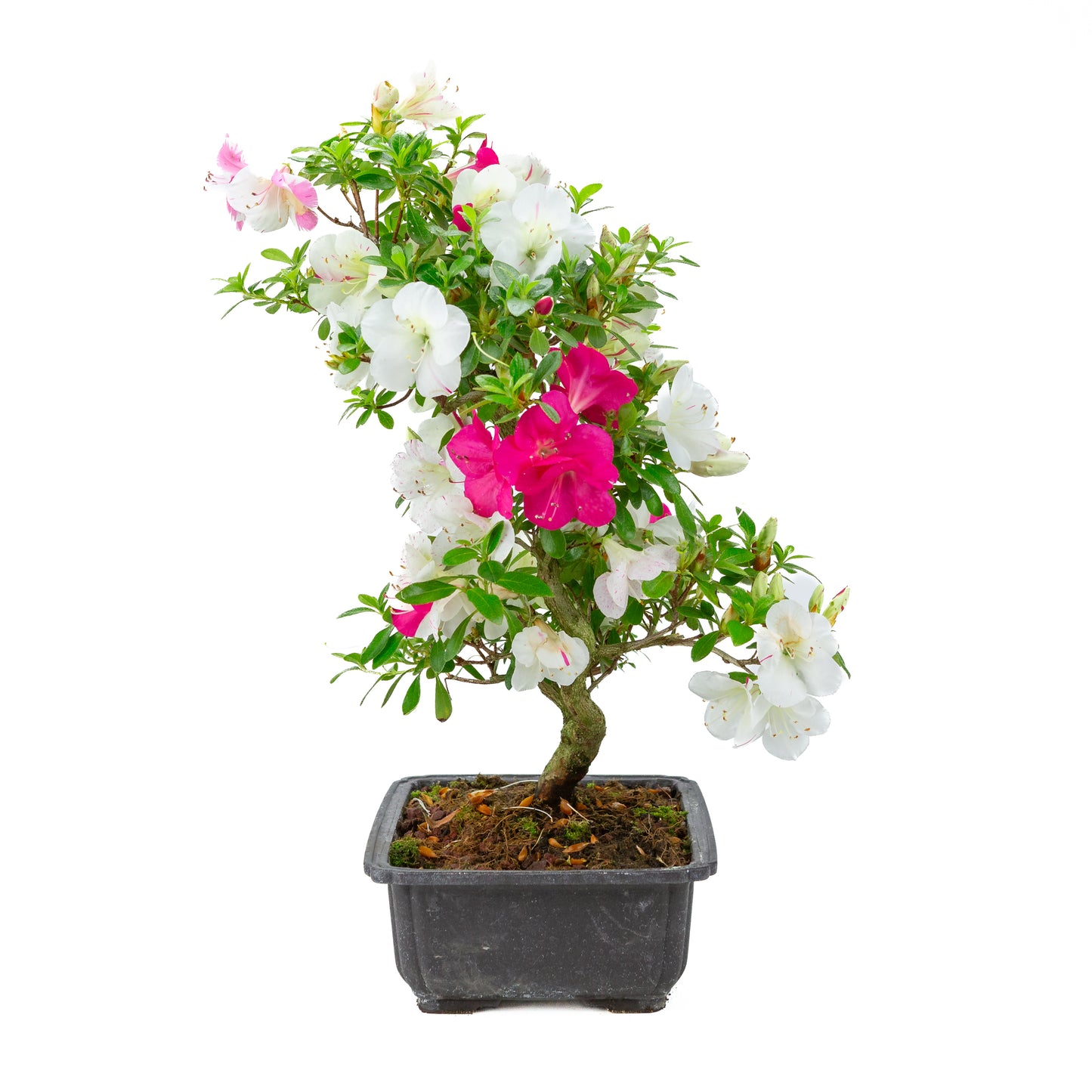 Rhododendron indicum 'Shusui' (satsuki azalea), height ~48cm