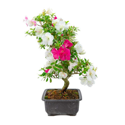 Rhododendron indicum 'Shusui' (satsuki azalea), height ~48cm