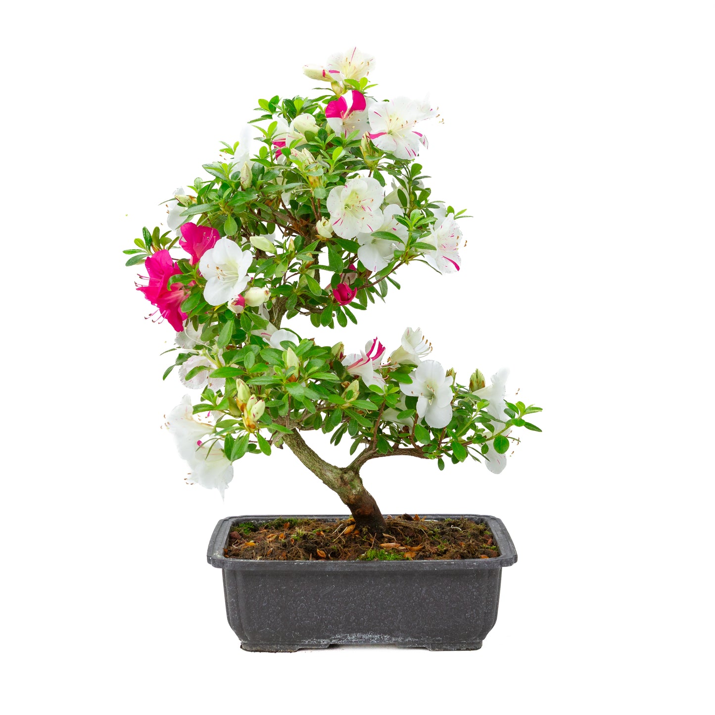 Rhododendron indicum 'Shusui' (satsuki azalea), height ~48cm