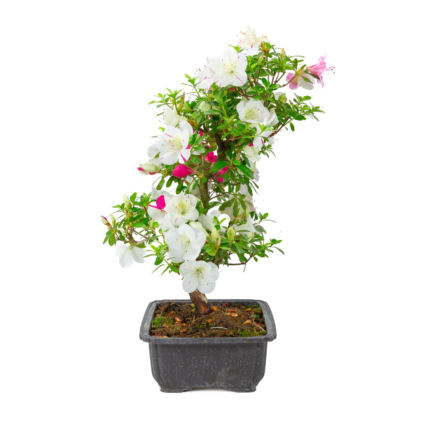 Rhododendron indicum 'Shusui' (satsuki azalea), height ~48cm
