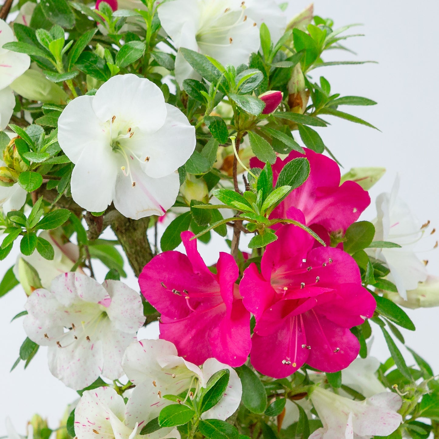 Rhododendron indicum 'Shusui' (satsuki azalea), height ~48cm