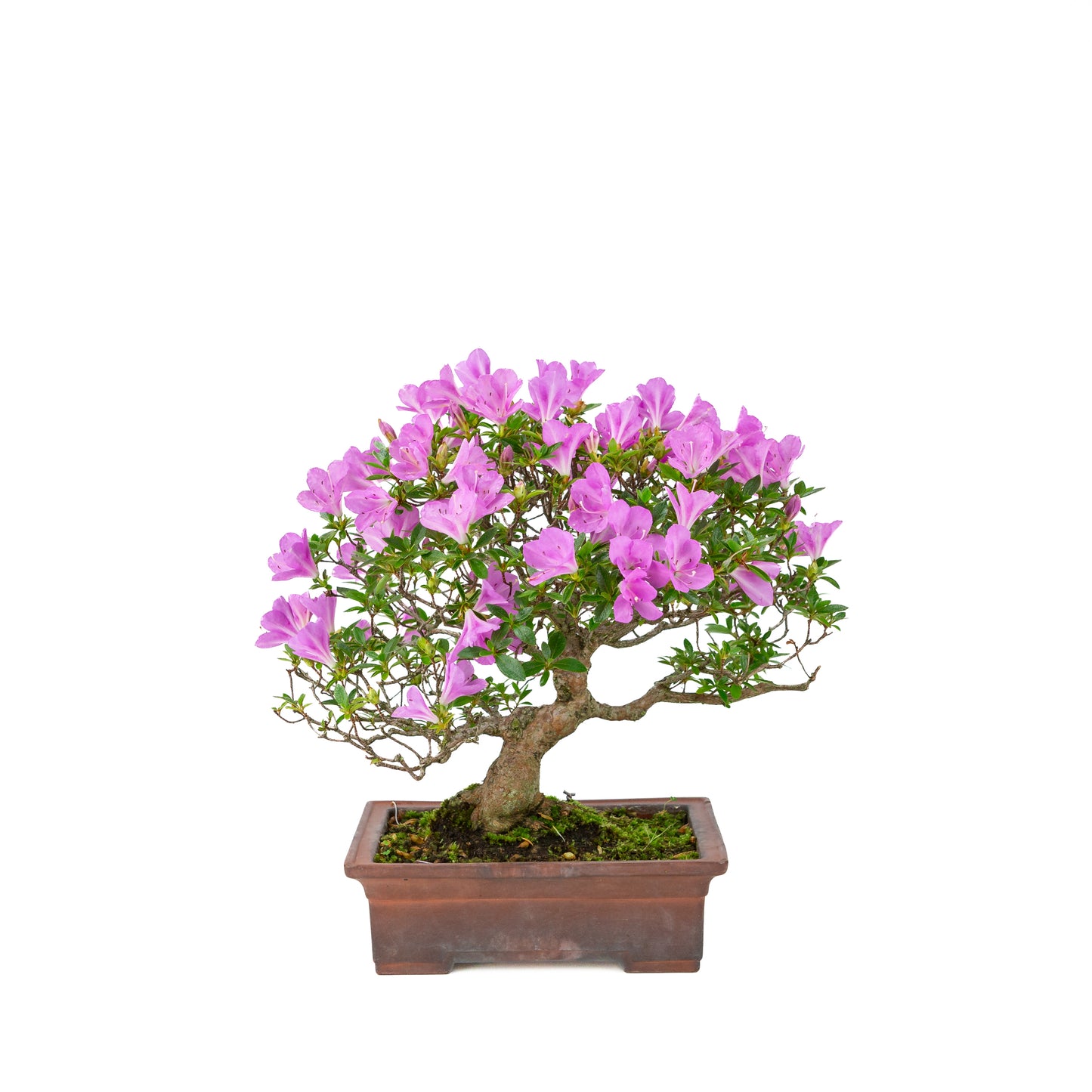 Rhododendron indicum 'Jyurokuya' (satsuki azalea), height ~32cm