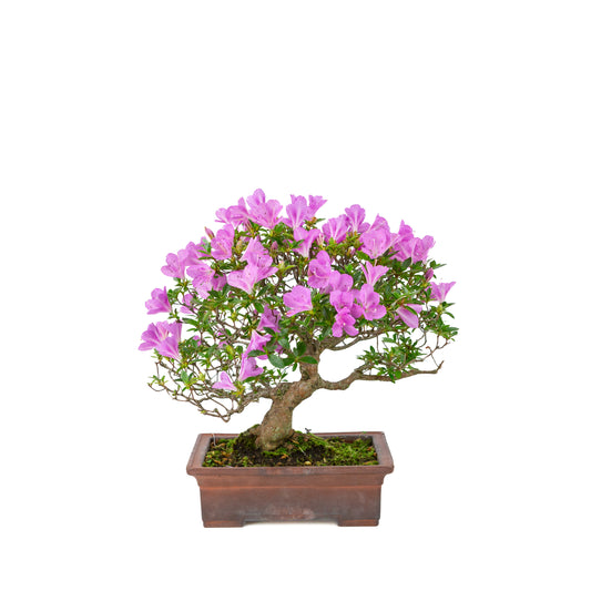 Rhododendron indicum 'Jyurokuya' (satsuki azalea), height ~32cm