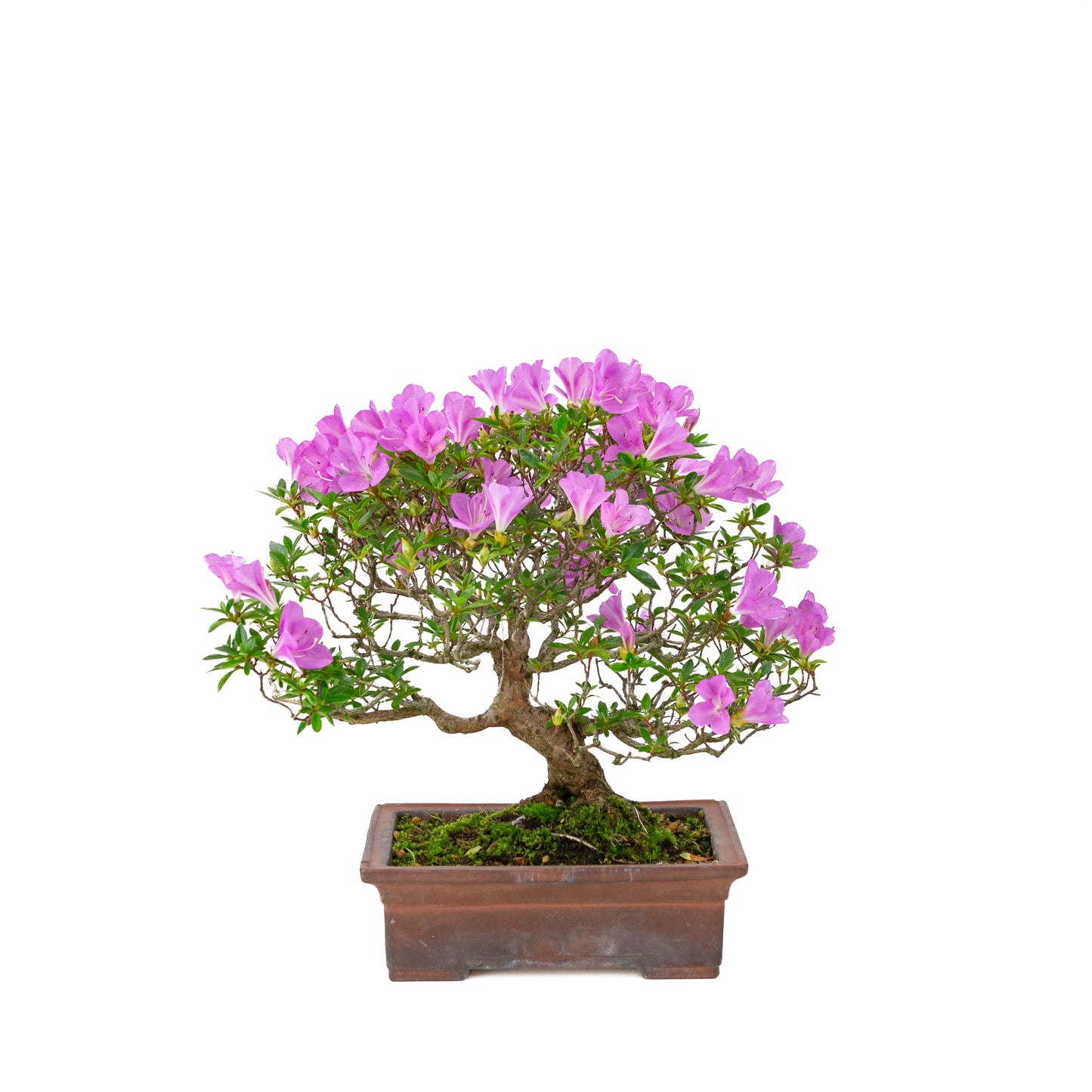 Rhododendron indicum 'Jyurokuya' (satsuki azalea), height ~32cm