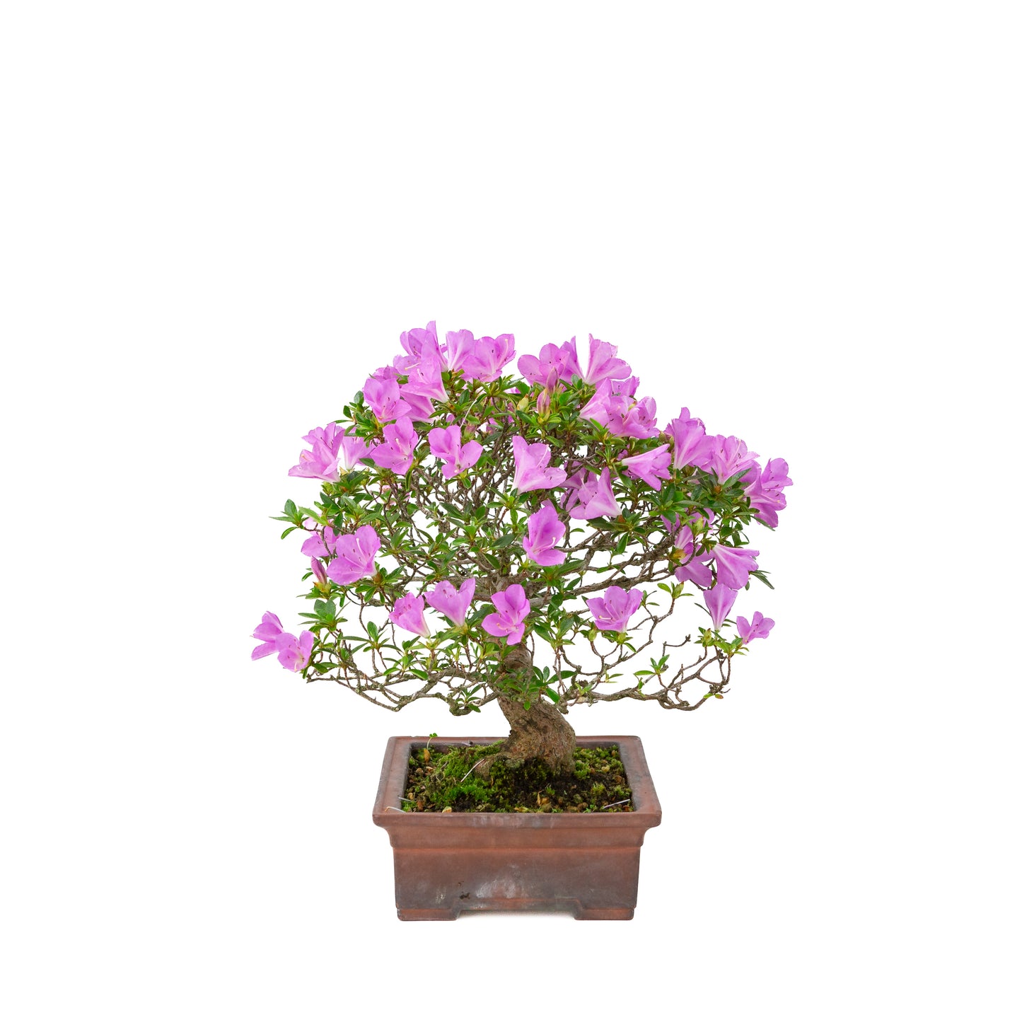 Rhododendron indicum 'Jyurokuya' (satsuki azalea), height ~32cm