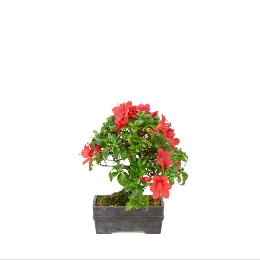 Rhododendron indicum (satsuki azalea), hoogte ~21cm