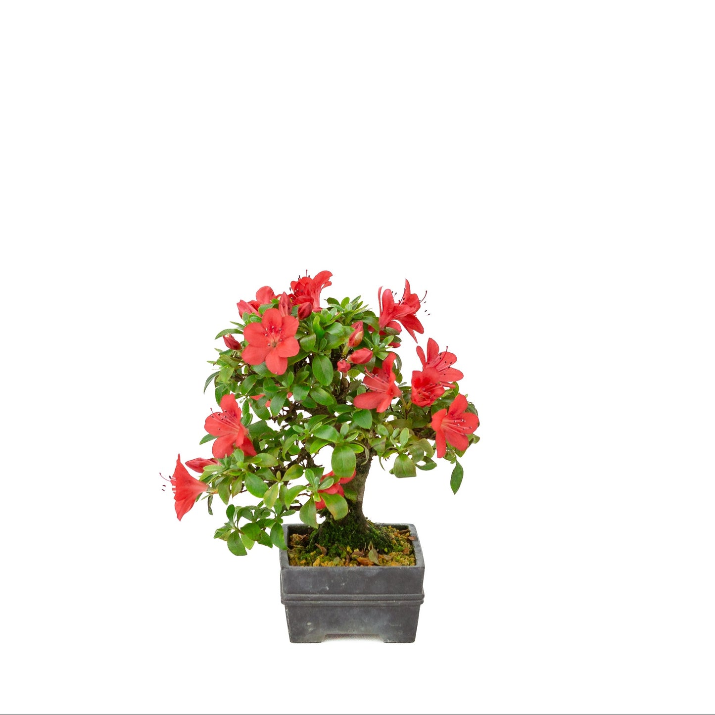 Rhododendron indicum (satsuki azalea), hoogte ~21cm