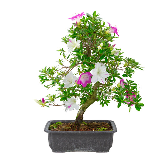 Rhododendron indicum 'Ruka' (satsuki azalea), height ~47cm