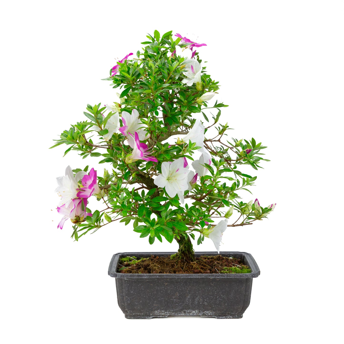 Rhododendron indicum 'Ruka' (satsuki azalea), height ~47cm