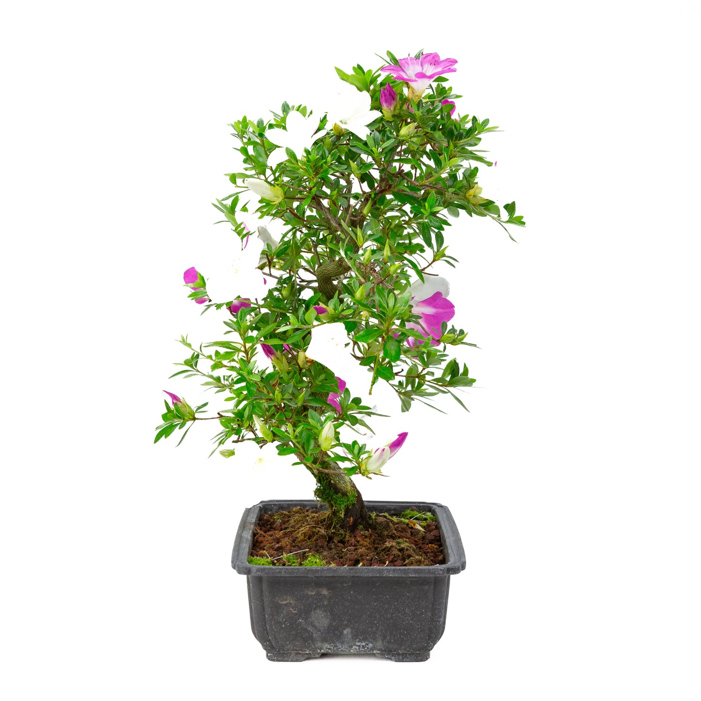 Rhododendron indicum 'Ruka' (satsuki azalea), height ~47cm