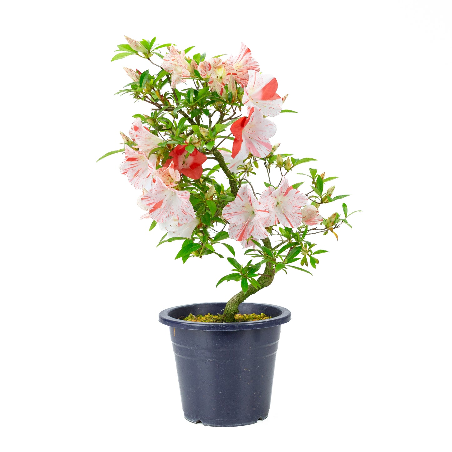 Rhododendron indicum 'Umihotaru' (satsuki azalea), height ~50cm