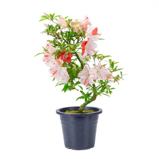 Rhododendron indicum 'Umihotaru' (satsuki azalea), height ~50cm
