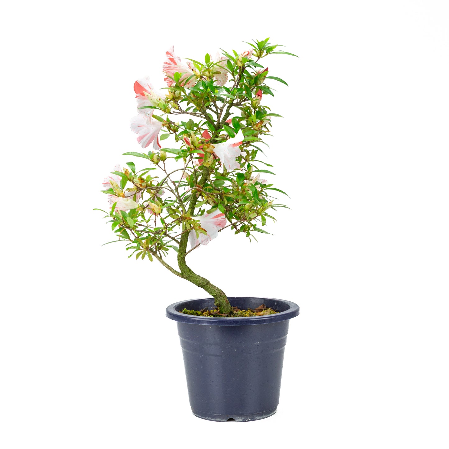 Rhododendron indicum 'Umihotaru' (satsuki azalea), height ~50cm