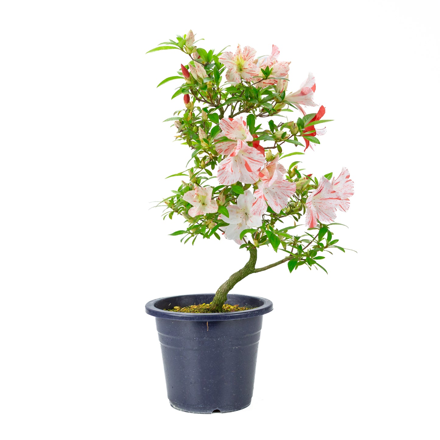 Rhododendron indicum 'Umihotaru' (satsuki azalea), height ~50cm