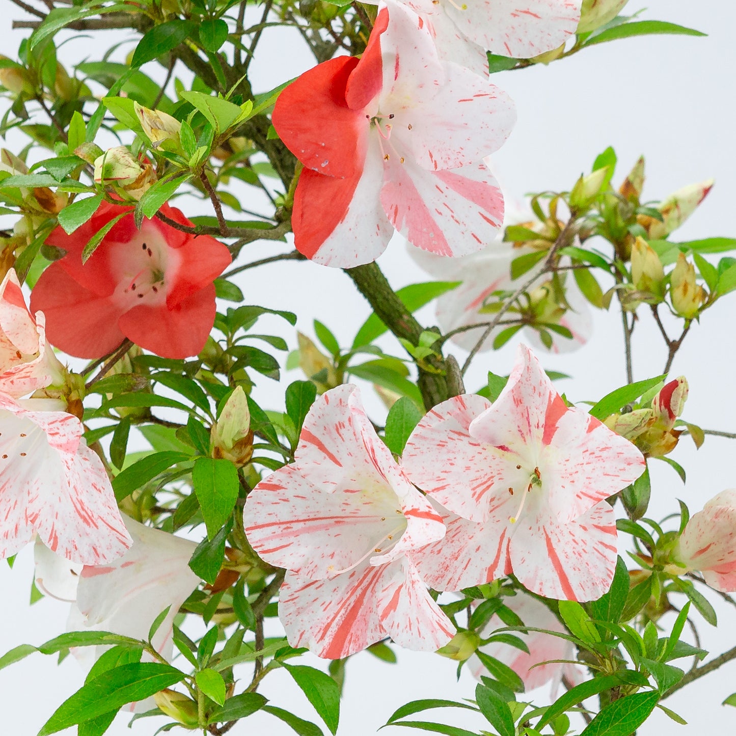 Rhododendron indicum 'Umihotaru' (satsuki azalea), height ~50cm