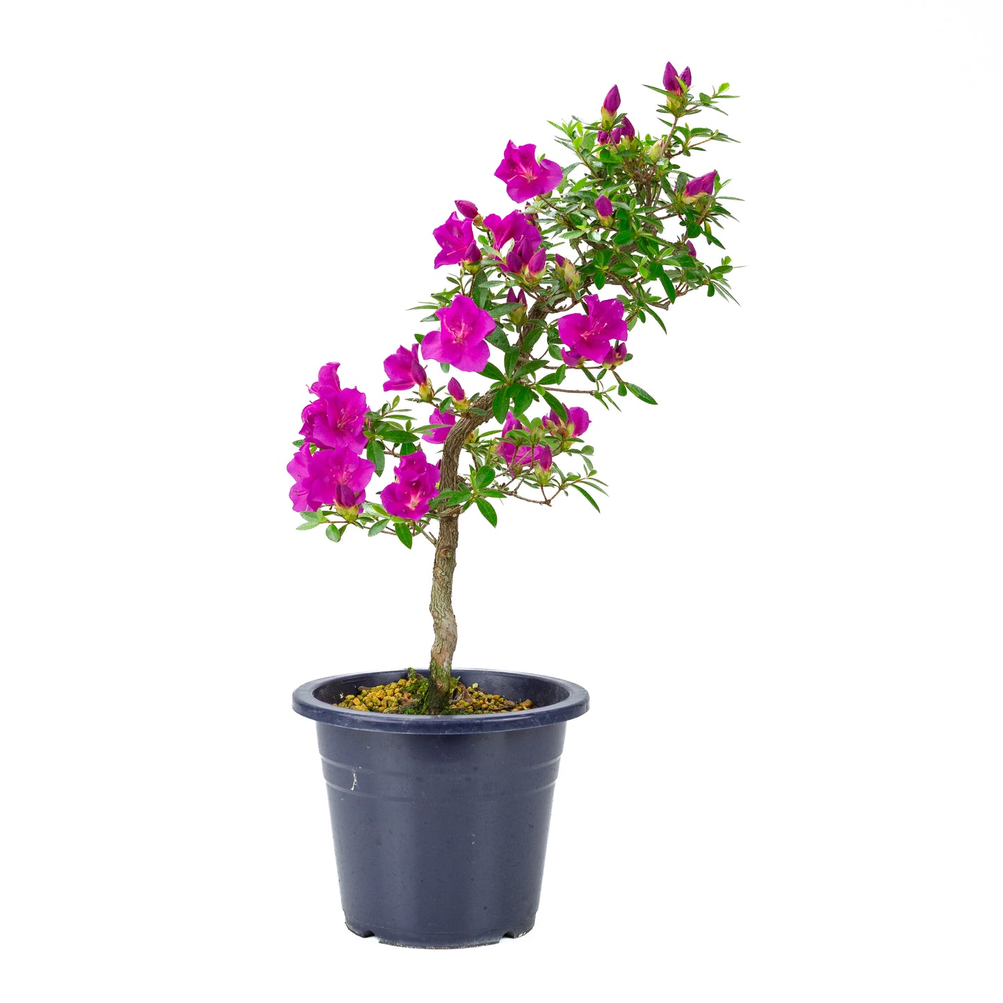 Rhododendron indicum 'Hoshi no Kagayaki' (satsuki azalea), height ~50cm