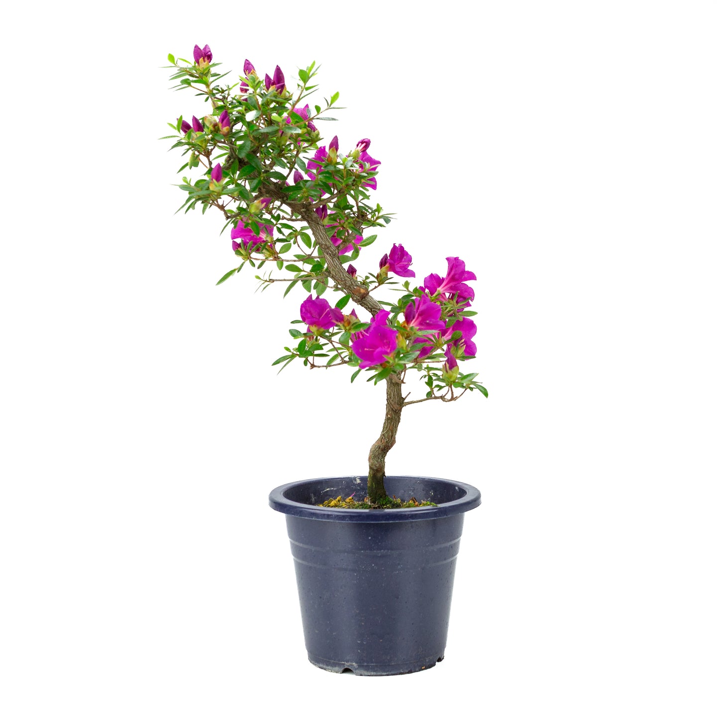 Rhododendron indicum 'Hoshi no Kagayaki' (satsuki azalea), height ~50cm
