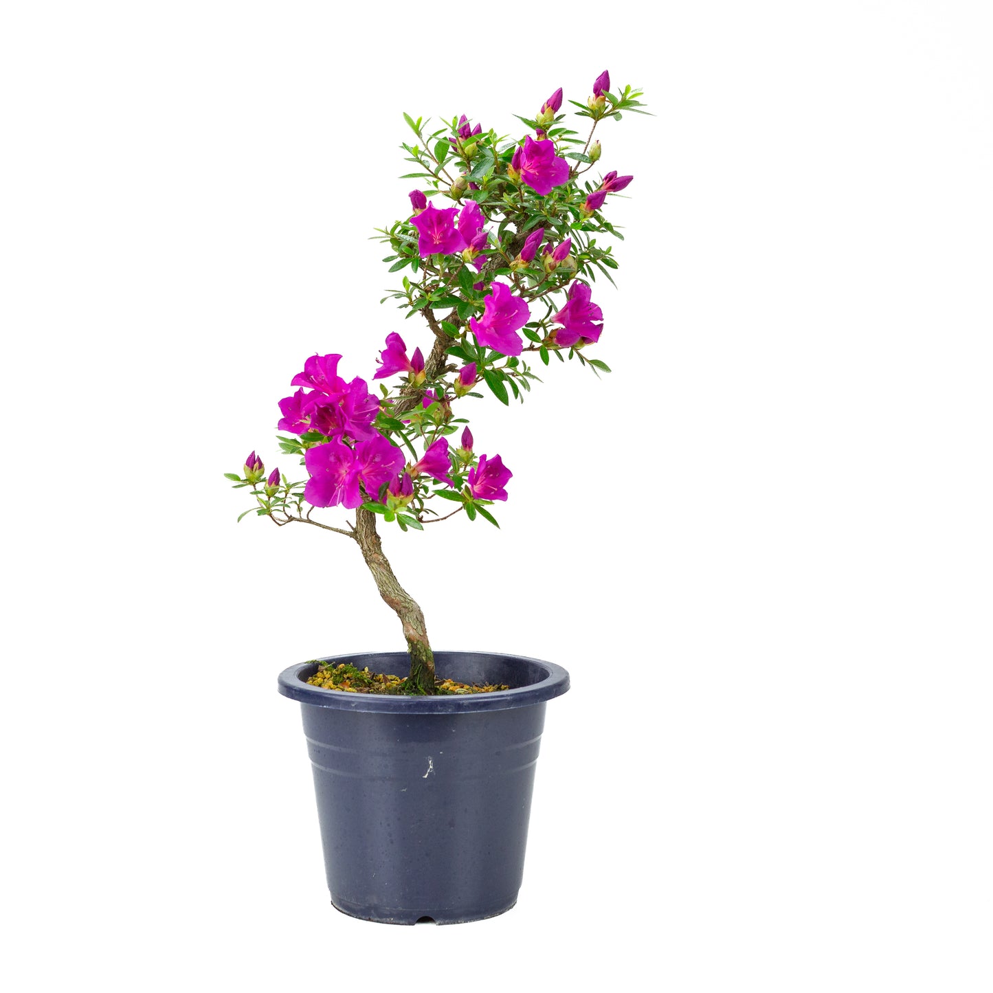 Rhododendron indicum 'Hoshi no Kagayaki' (satsuki azalea), height ~50cm