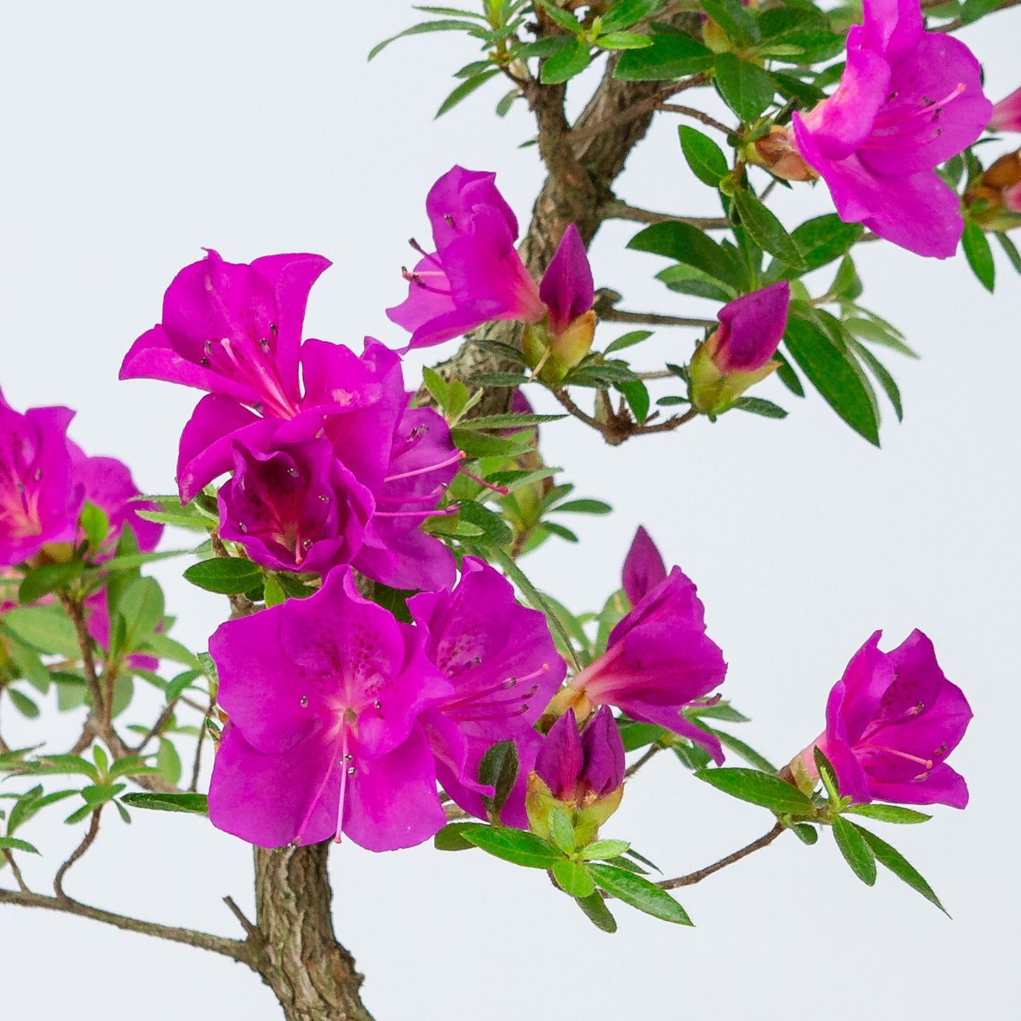 Rhododendron indicum 'Hoshi no Kagayaki' (satsuki azalea), height ~50cm