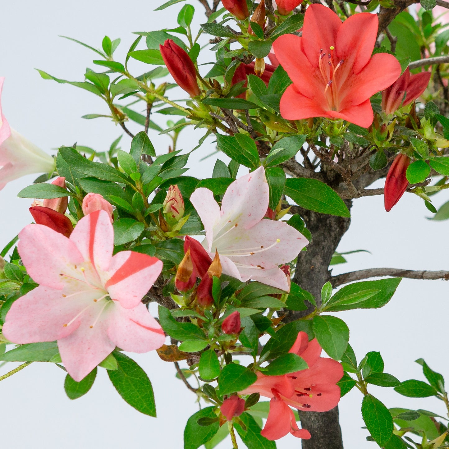 Rhododendron indicum 'Yume Monogatari' (satsuki azalea), hoogte ~60cm