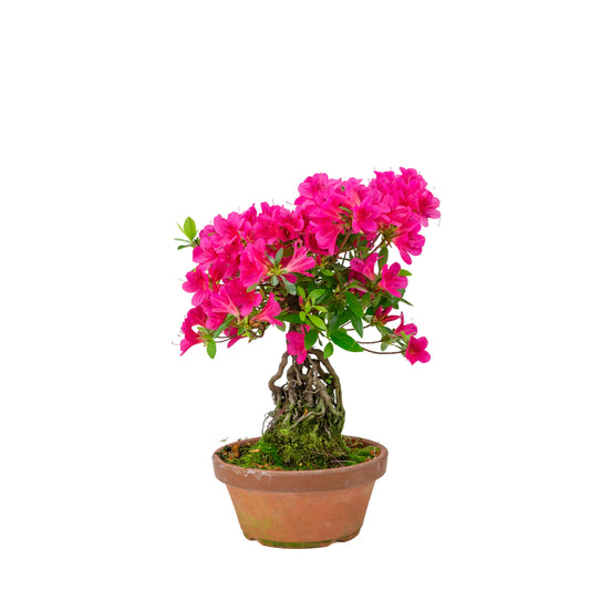Rhododendron indicum (Satsuki Azalea), height ~38cm
