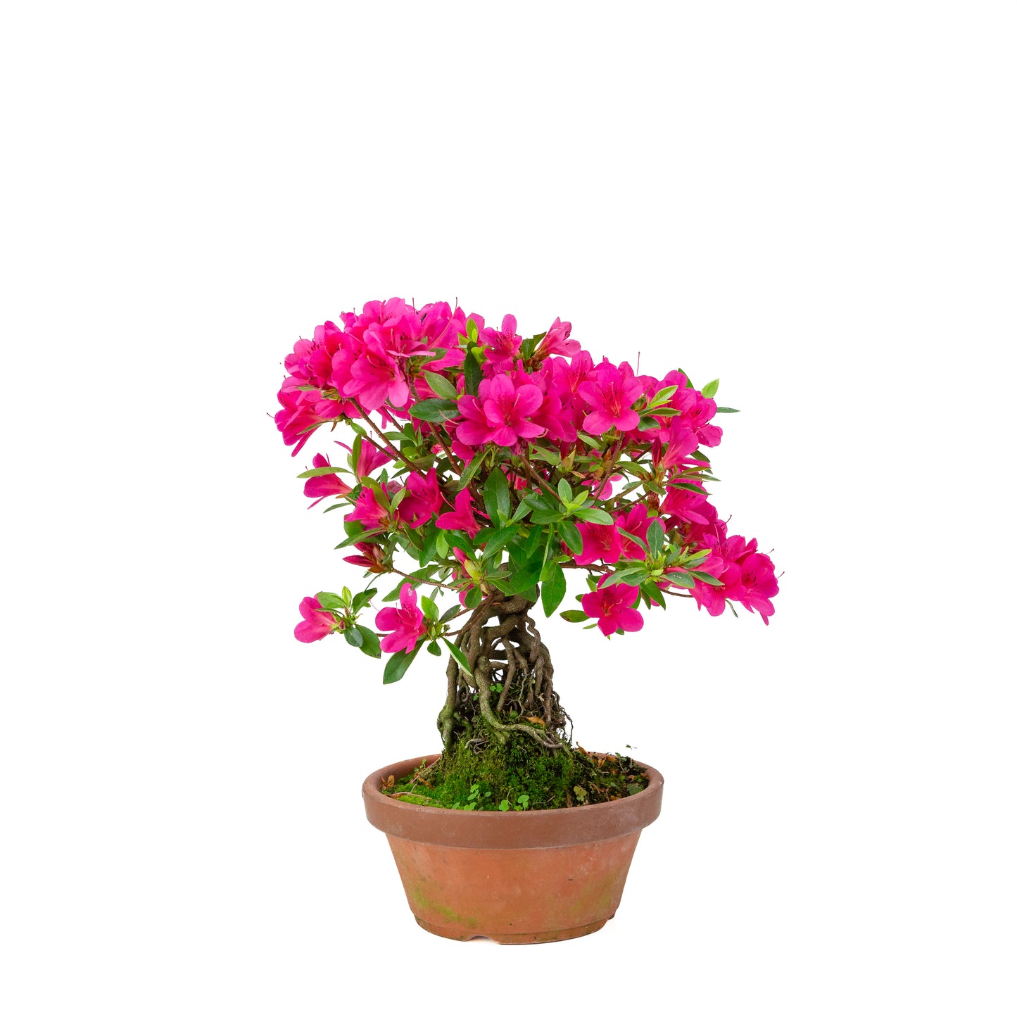 Rhododendron indicum (satsuki azalea), hoogte ~38cm