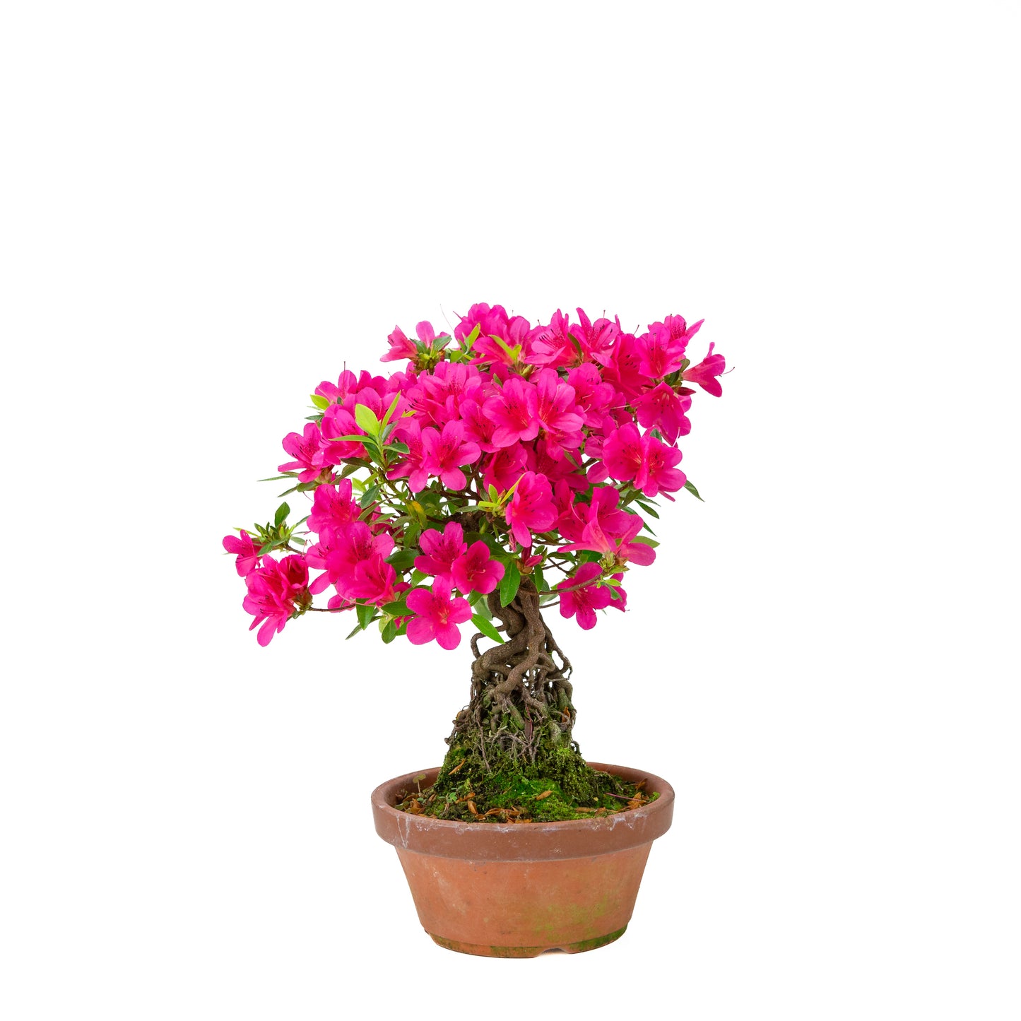 Rhododendron indicum (satsuki azalea), hoogte ~38cm