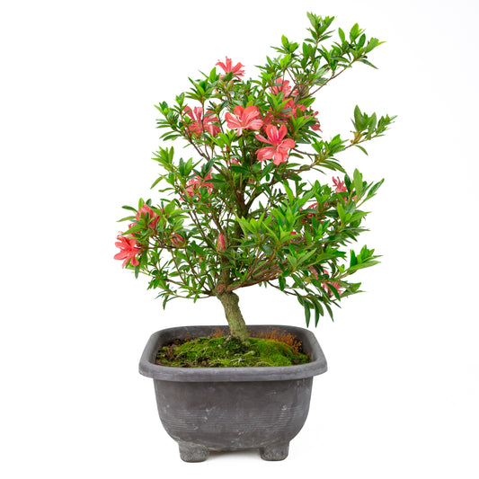 Rhododendron indicum 'Tateyama no Mai' (satsuki azalea), hoogte ~51cm