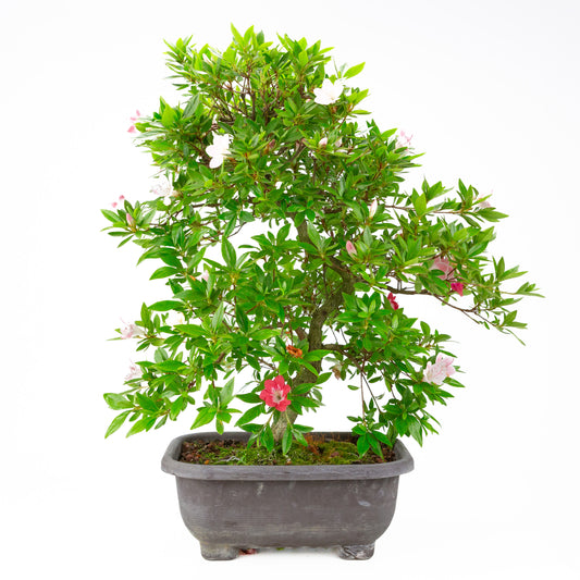 Rhododendron indicum “Senhime” (satsuki azalea), height ~63cm