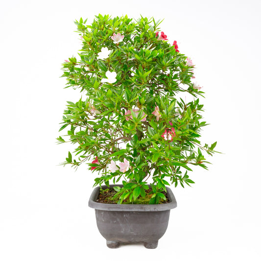 Rhododendron indicum “Senhime” (satsuki azalea), height ~63cm