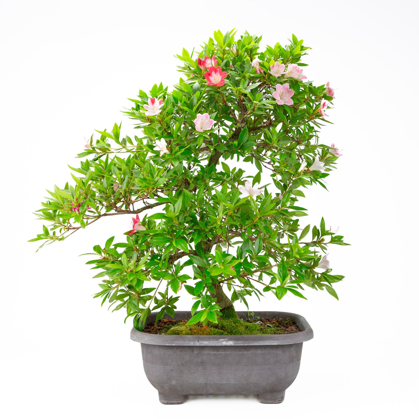 Rhododendron indicum 'Senhime' (satsuki azalea), hoogte ~63cm