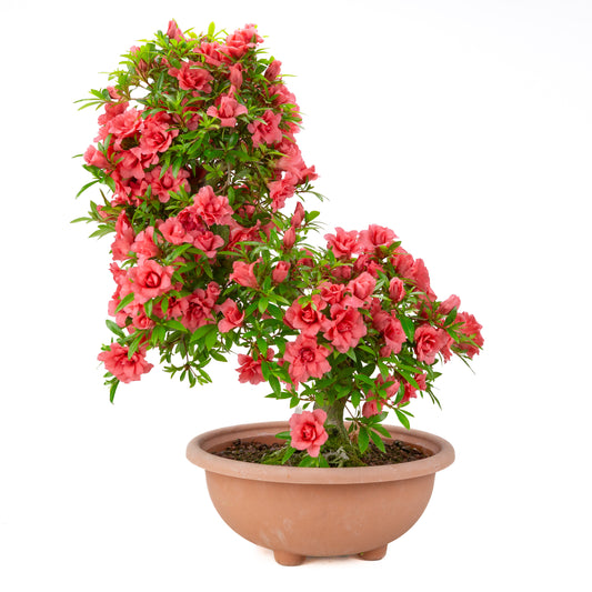 Rhododendron indicum 'Komane' (satsuki azalea), height ~61cm