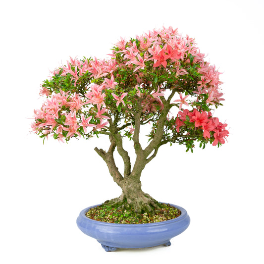Rhododendron indicum “Koto no Kagayaki” (satsuki azalea), height ~53cm