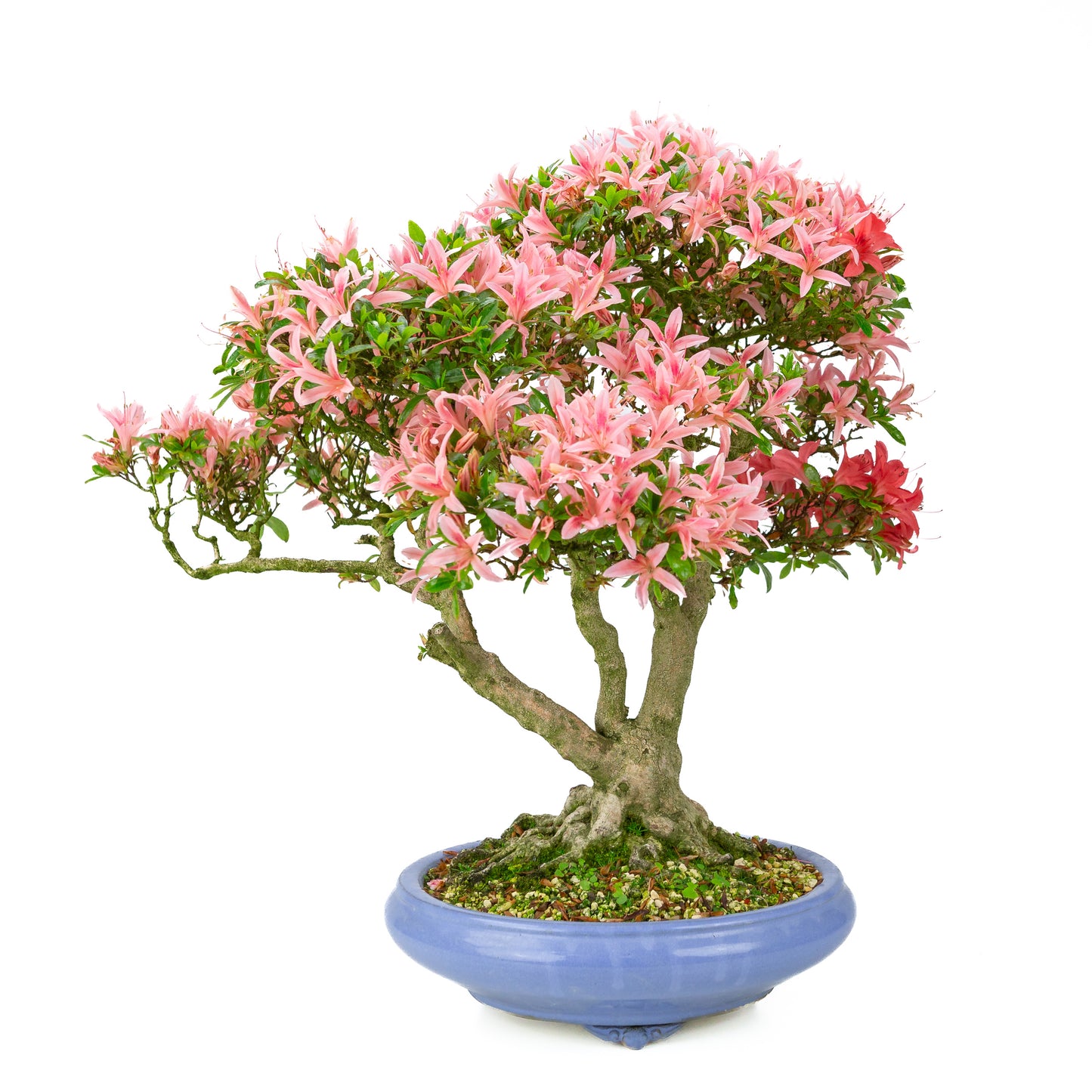Rhododendron indicum 'Koto no Kagayaki' (satsuki azalea), hoogte ~53cm