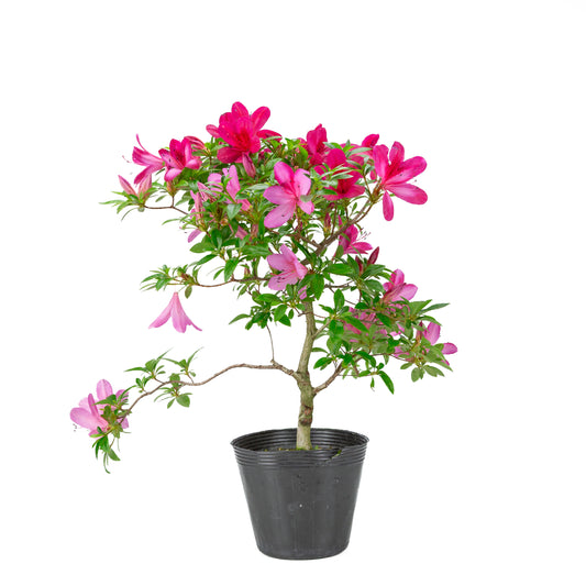 Rhododendron indicum (satsuki azalea), height ~48cm