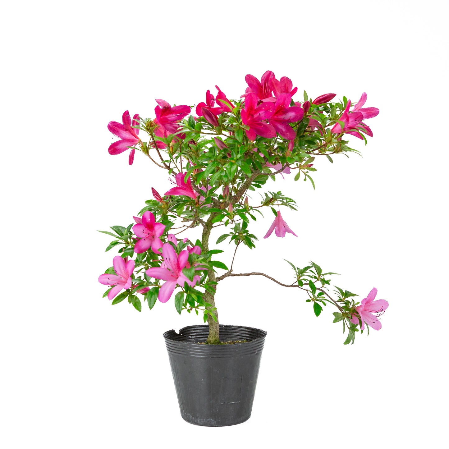 Rhododendron indicum (satsuki azalea), hoogte ~48cm