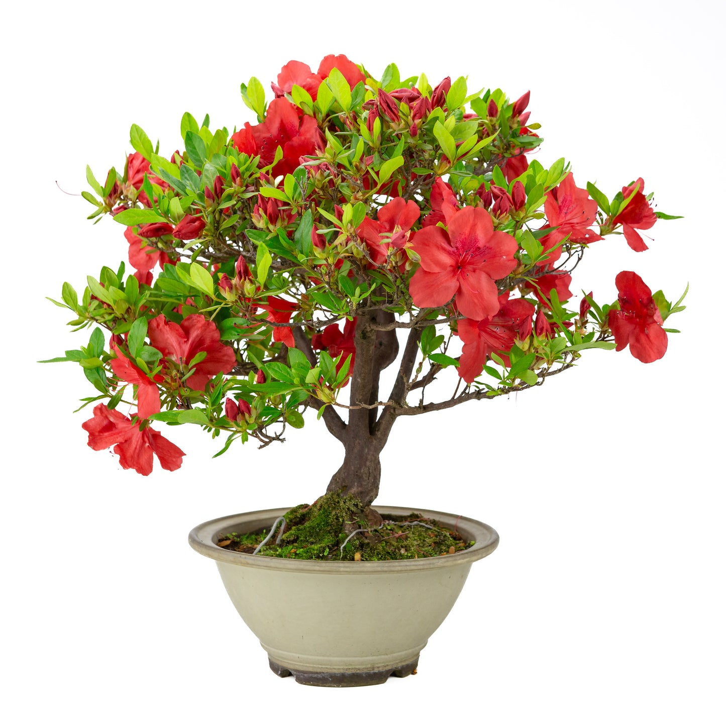 Rhododendron indicum 'Benigasa' (satsuki azalea), hoogte ~55cm