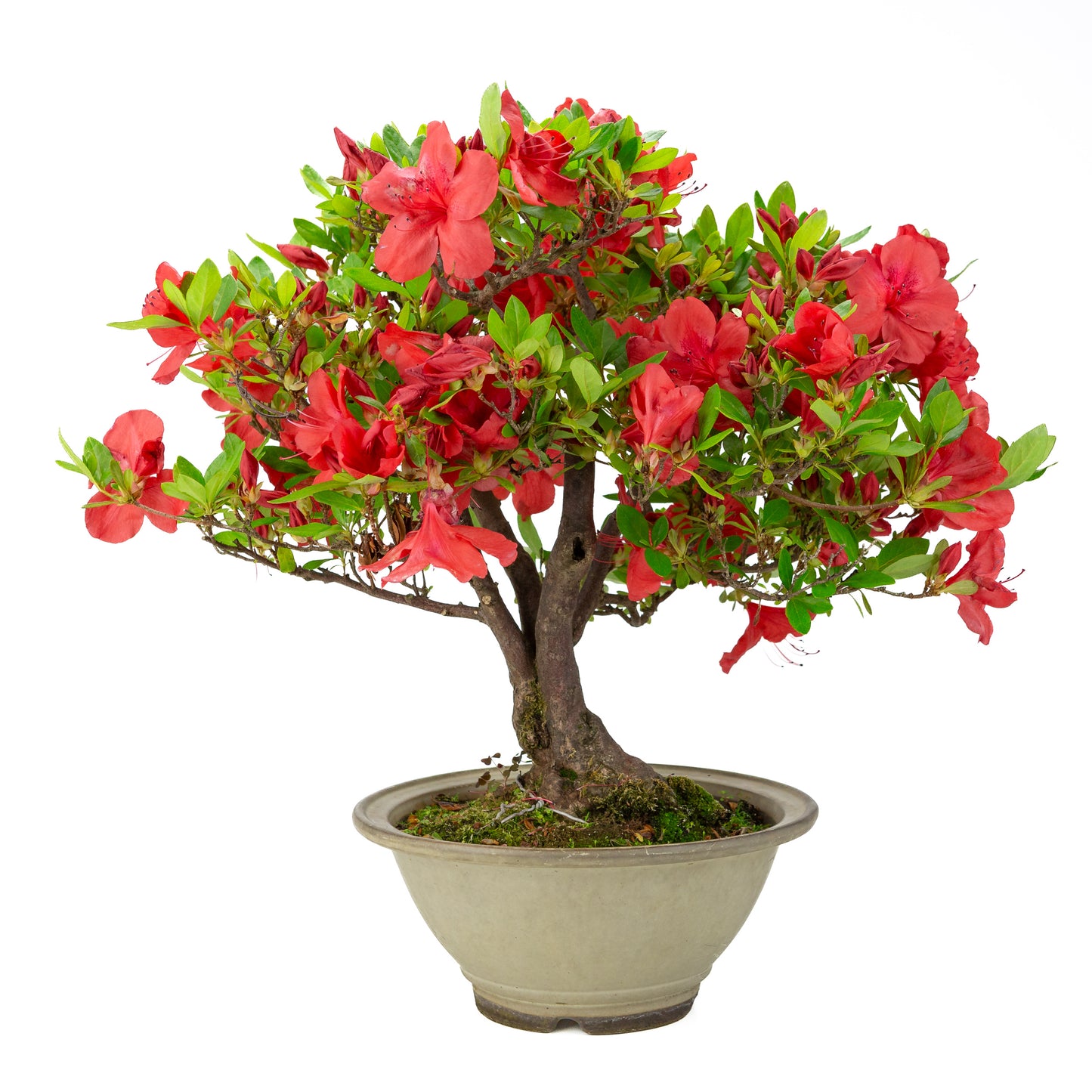 Rhododendron indicum 'Benigasa' (satsuki azalea), hoogte ~55cm