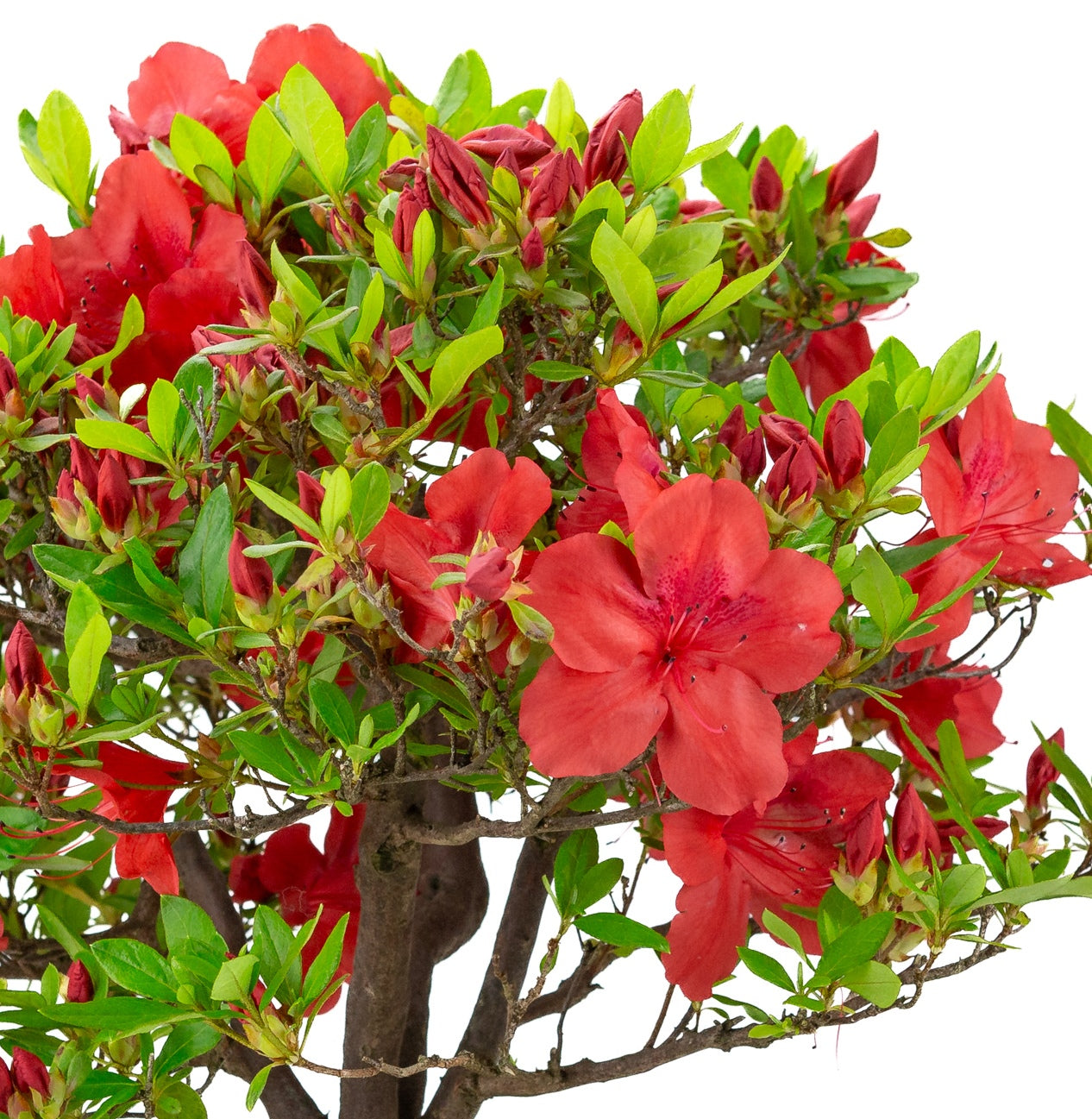 Rhododendron indicum 'Benigasa' (satsuki azalea), hoogte ~55cm