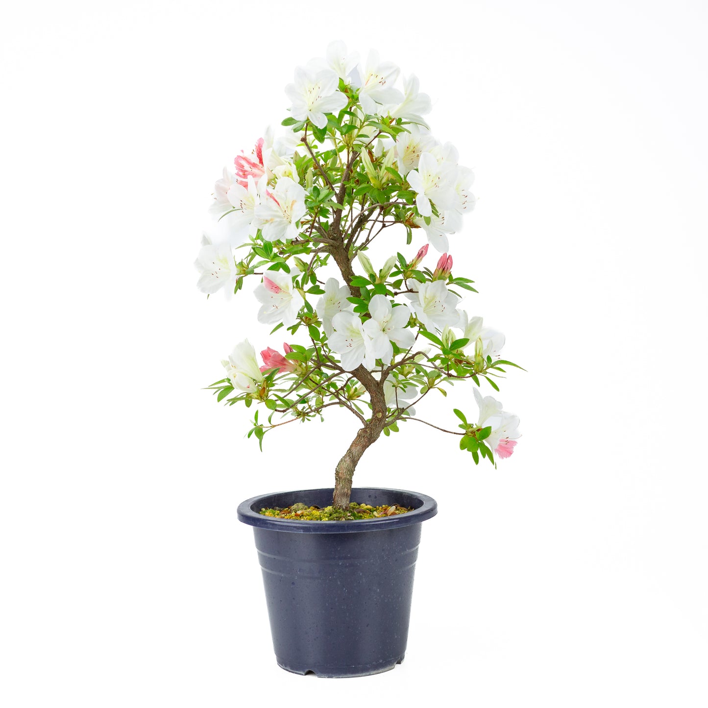 Rhododendron indicum 'Moe' (satsuki azalea), hoogte ~54cm